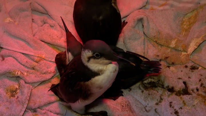 Met olie besmeurde vogels gevonden, een raadsel hoe dit kan