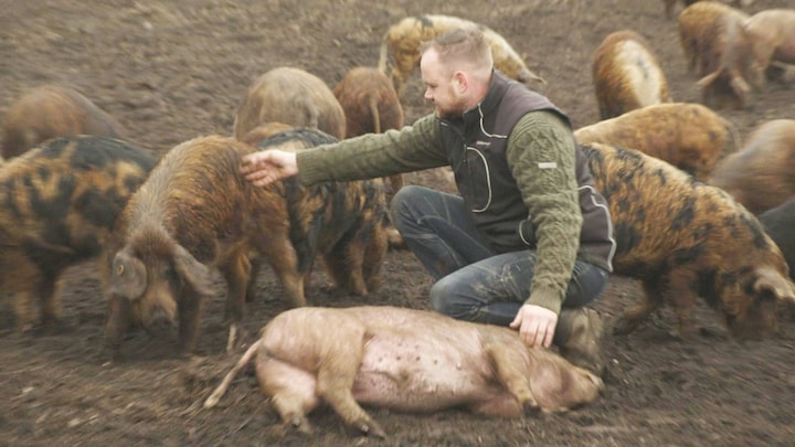 Deze varkens eten onkruid en ploegen grond voor de boer