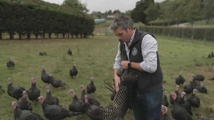 Groot tekort aan kerstkalkoenen in Engeland door brexit
