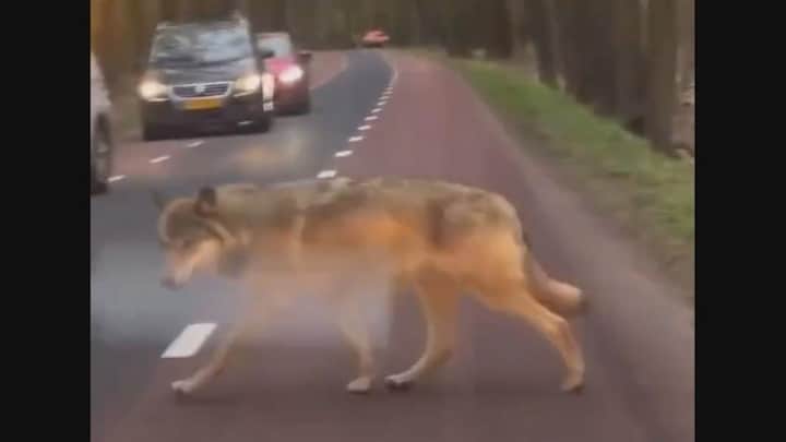 Wolf loopt tussen de auto's, mogelijk gelokt door fotografen