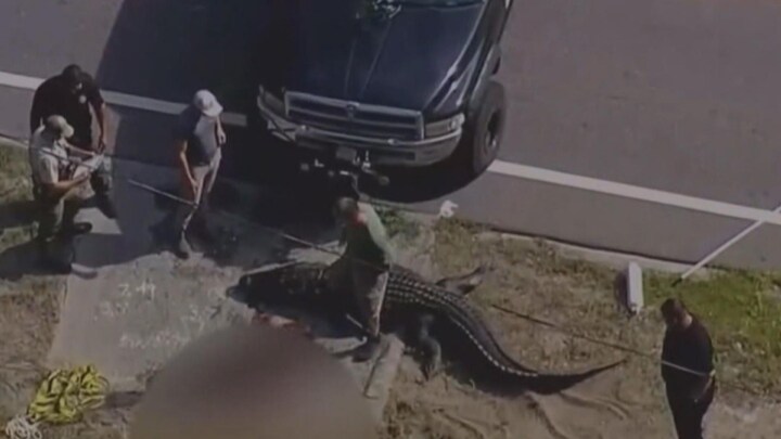 Enorme alligator duikt op in woonwijk met dode vrouw in bek