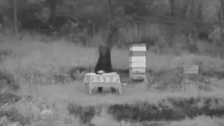 Brutale Bulgaarse beren met list weggelokt bij honing