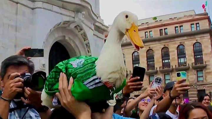 Idool en geluksbrenger: Mexico's kwakende WK-mascotte Merlín
