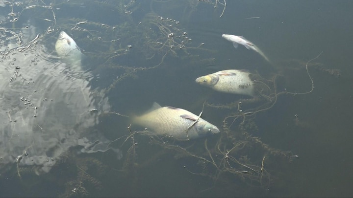 Stinkend mysterie: tienduizenden dode vissen in rivier de Oder