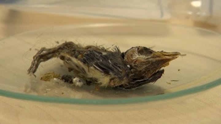 Hoe dode koolmeesjes worden gebruikt om pesticide op te sporen