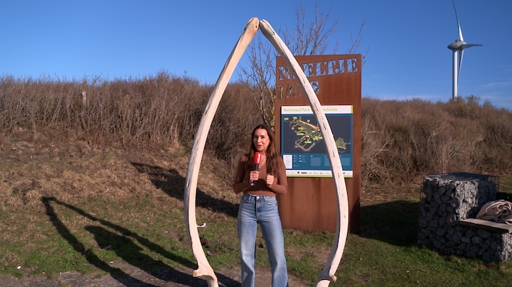 Bas vond zeldzame botten in de Oosterschelde: 'Ze zouden vernietigd worden'