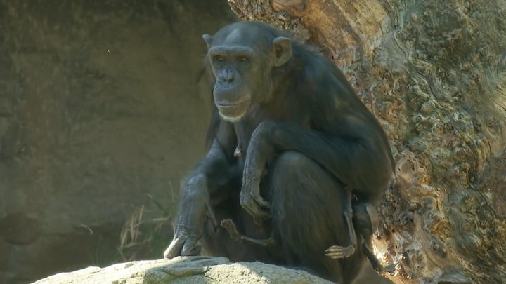 Rouwende chimpansee houdt dode baby al drie maanden bij zich