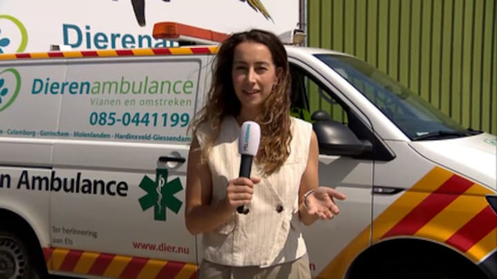 Verbrande pootjes, hittestress en verdwaalde dieren; dierenambulance druk door warmte