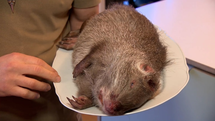 Geen konijn maar gestoofde beverrat met kerst: 'Het smaakt subliem'