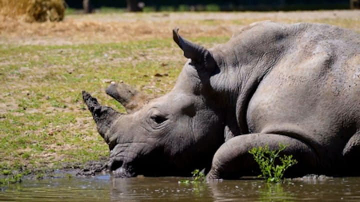 IJsjes en een frisse duik: dieren zoeken verkoeling in Burgers' Zoo