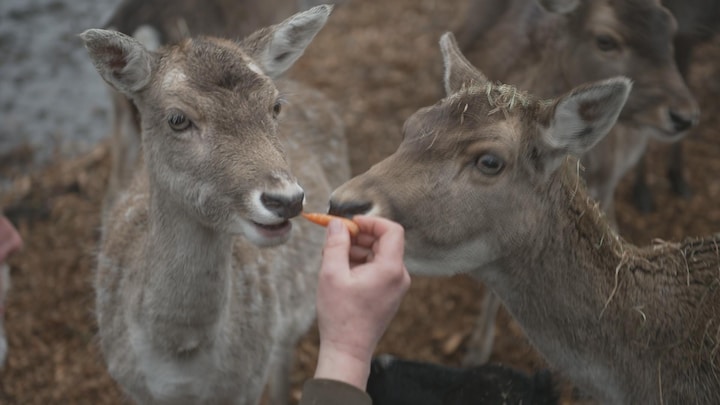 Hertenkampen blijven toch in Nederland: 'Fantastisch natuurlijk'