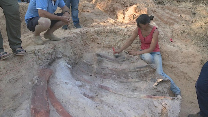 Unieke vondst: enorm dinosaurus-skelet in uitstekende staat
