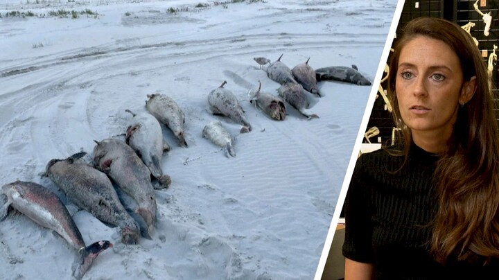 Sterfte bruinvissen onderzocht: 'Ziekte of menselijk handelen'