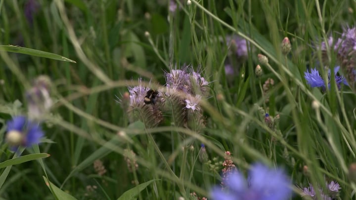 Nieuw onderzoek moet gewassen aantrekkelijker maken voor bijen en vlinders