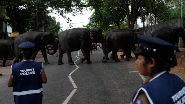 Olifanten vallen dorpen aan in Sri Lanka: 'Ons leven is compleet veranderd'