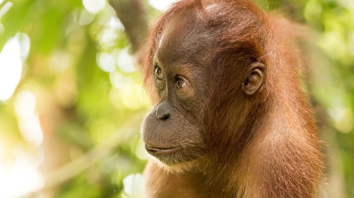 Bosbranden bedreigen orang-oetans in Indonesië en dat is onze schuld
