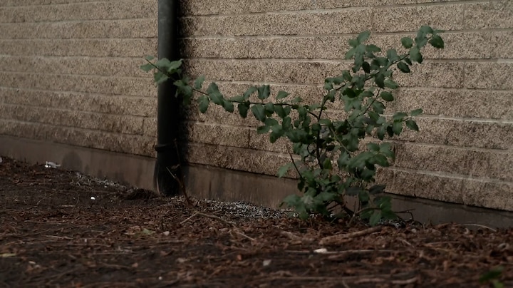 'Gerichte aanslag' op Joodse school in Amsterdam, schade beperkt