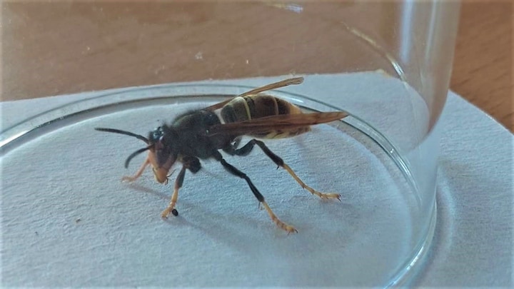 Bijen vermorzeld: Aziatische hoornaar bedreigt Nederlandse natuur
