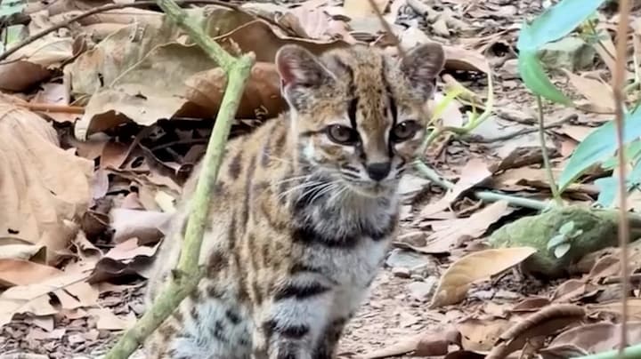 Nieuwe wilde kattensoort ontdekt in Bolivia 