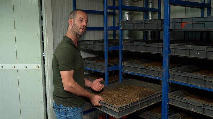 Wakker Dier wil stop op insecten kweken voor voedingsindustrie: 'insecten hebben ook gevoel'