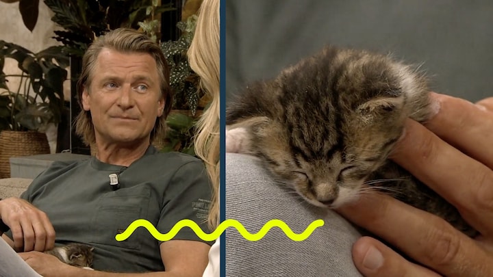 Dierenarts Piet over zwerfkatten in Nederland: 'Ze hebben het slecht'