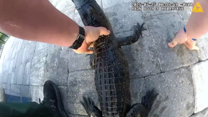In beeld: agent in Florida vist alligator met blote handen uit zwembad