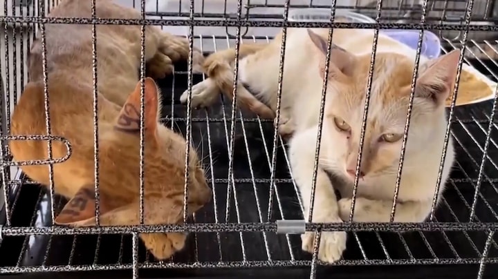 Honderden katten bevrijd in Vietnam bij een van de grootste reddingsacties in jaren