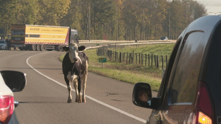Dolle koe blokkeert provinciale weg bij Roermond