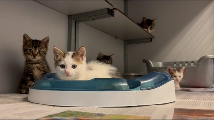 Zwerfkattenopvang zit bomvol: 'Laat je kat steriliseren of castreren'