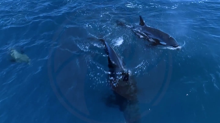 Unieke beelden van orka's die op grote witte haai jagen