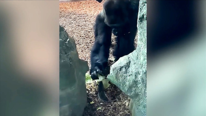 Gorilla ontdekt eekhoorn in verblijf en wordt erg nieuwsgierig 