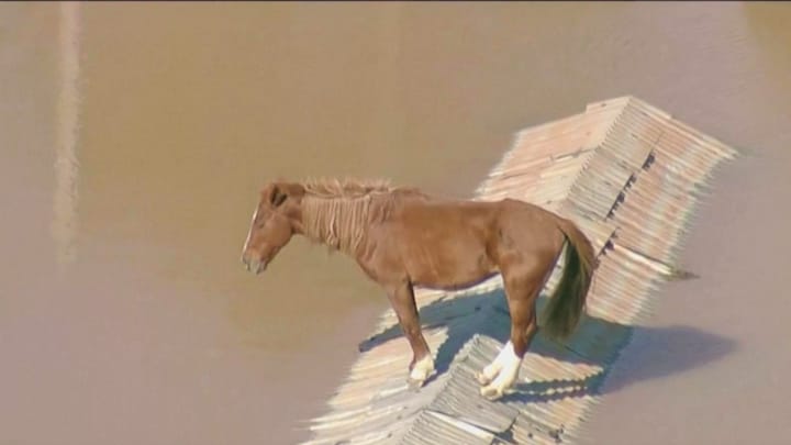 Paard na 6 dagen gered van dak in Brazilië