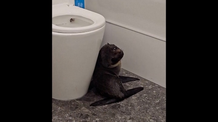 Van strand naar kroeg: zeehondenpup waggelt bar in Nieuw-Zeeland binnen