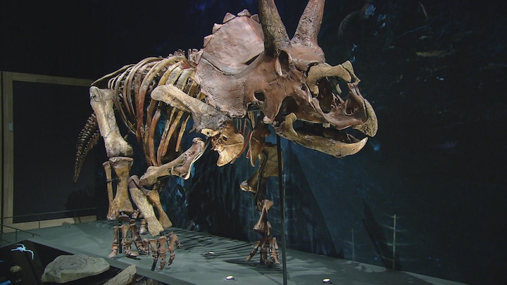 Nederlands onderzoek: triceratops leefde in kuddes