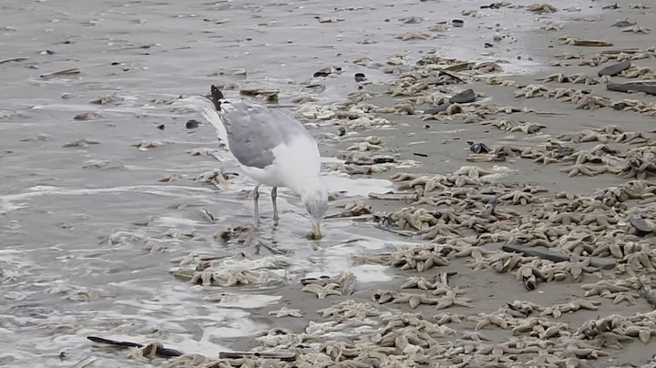 Feestmaal voor meeuwen: duizenden zeesterren aangespoeld in Noordwijk 