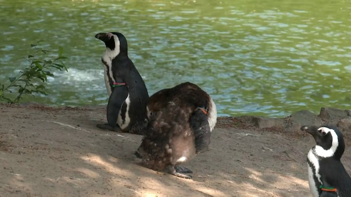 14 pinguïns dood in Beekse Bergen: ‘Ze wilden niet meer eten’
