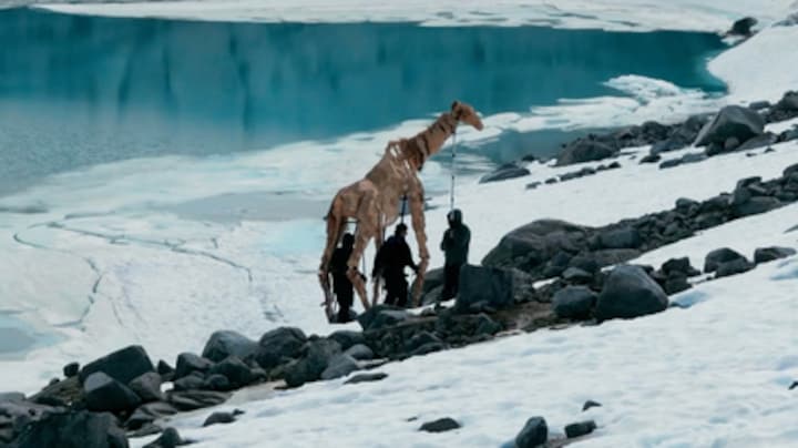 Van Congo naar Noorwegen: dierenpoppen maken lange tocht voor klimaatverandering
