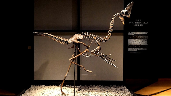 Dino-veiling: 4 tot 6 miljoen verwacht voor skelet 'nieuwe' vogelachtige