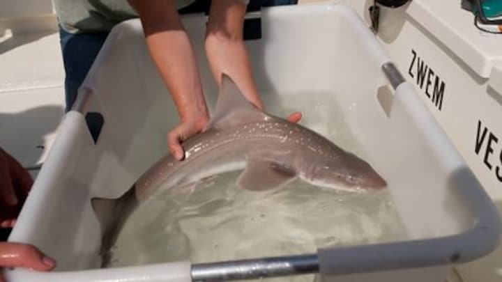 Haaien voor Nederlandse kust gevangen voor onderzoek, om ze te beschermen
