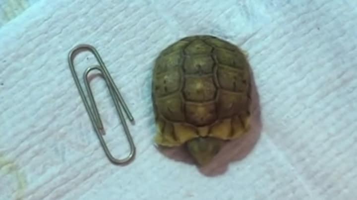 Schildpad kleiner dan paperclip geboren in Blijdorp