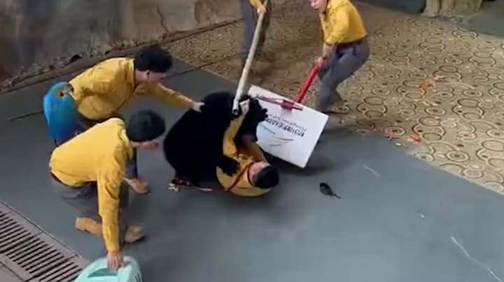 Medewerker zoo aangevallen door beer tijdens show in China