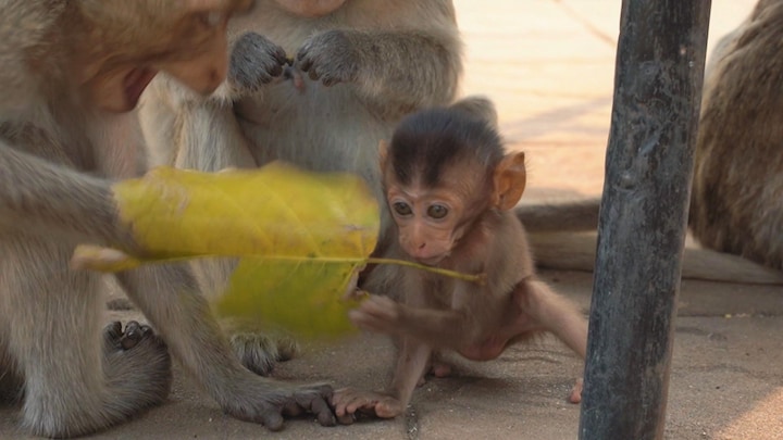 Achter de apen aan in Thaise stad: politie is machteloos