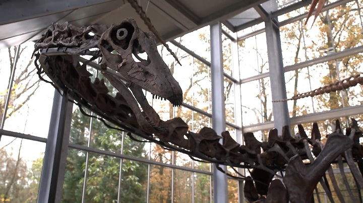 Prijs van dino's stijgt sneller dan goud: dit skelet moet miljoenen opleveren