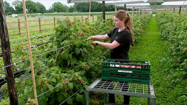 Duizenden kilo's frambozen, maar geen winkel die ze wil kopen: 'Kan het niet geloven' 