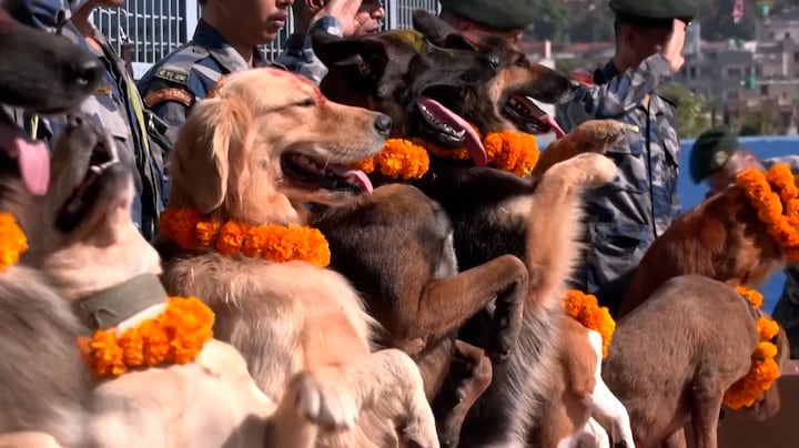Happy Diwali! Ook voor politiehonden