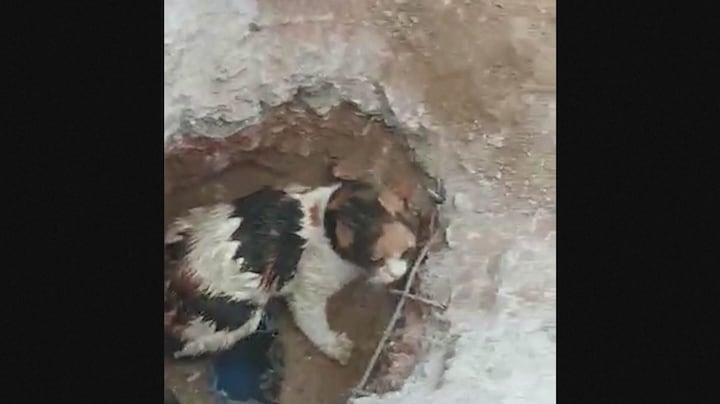 Turkse agenten bevrijden kat na 48 uur uit beton