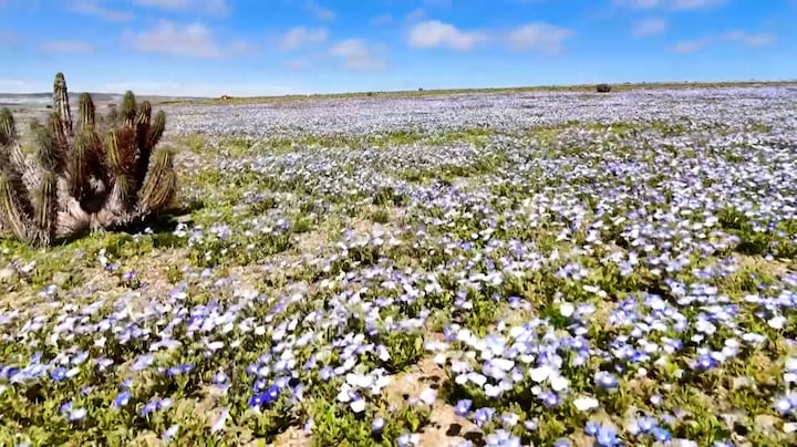 Zee van bloemen duikt op in gortdroge Chileense woestijn