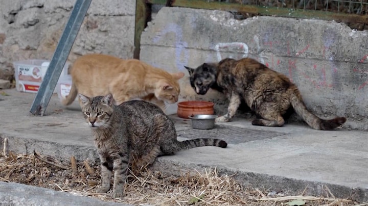 Griekse straatkatten oververhit: in deze opvang krijgen ze hulp
