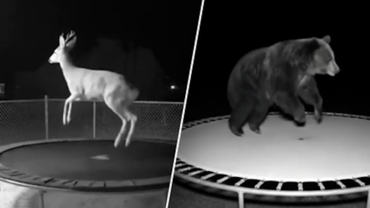 AI of niet? Dieren springen op trampolines