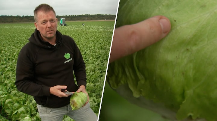 Deze beestjes verpesten oogst, maar je kunt ze gewoon eten
